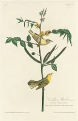 Ruiseñor infantil, 1828