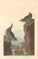 Mirlo de Agua Colombiano y Mirlo de Agua Ártico, 1838