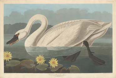 Cisne americano común