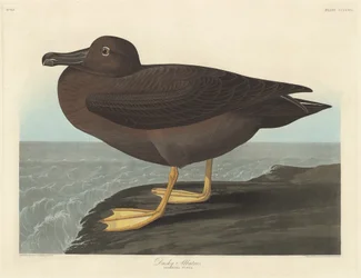 Albatros oscuro