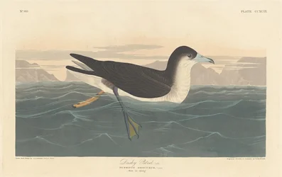 Petrel Oscuro