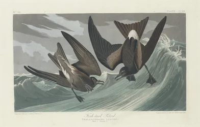 Paíño de cola ahorquillada, 1835.