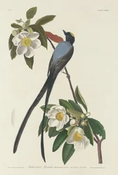 Tijereta, 1833