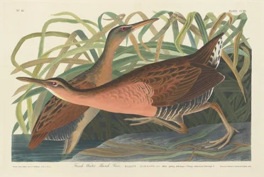Gallineta de agua dulce, 1834