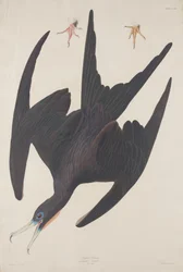 Fragata Pelican, 1835