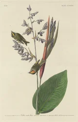 Reyezuelo de Cresta Dorada, 1833