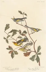 Reinita alidorada y reinita de Cape May, 1838