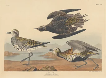 Chorlito dorado, 1836