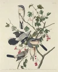 Alcaudón Americano o Pájaro Carnicero, 1834
