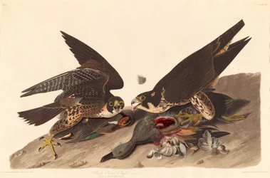 Halcón de patas grandes, 1827