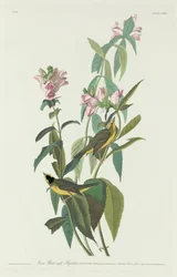 Papamoscas verde de cabeza negra, 1831