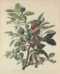 Paloma terrestre, 1833