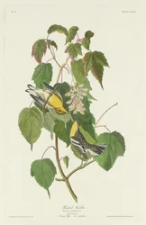 Reinita de cicuta, 1832