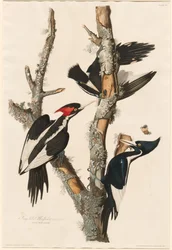 Pájaro carpintero de pico de marfil, 1829