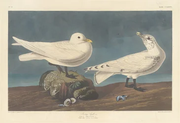 Gaviota marfil, 1836