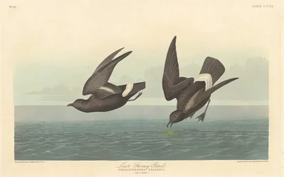 Petrel Tormentoso Menor, 1836.