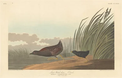 Gallineta menor, 1836