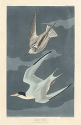 Charrán Menor, 1836.