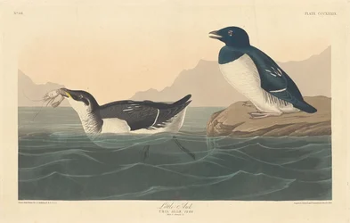 Pequeño alca, 1836