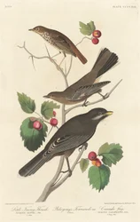 Zorzal pardo pequeño, 1838