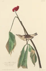 Zorzal de Luisiana, 1827