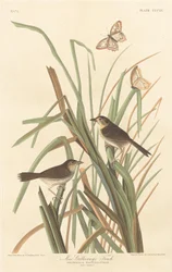 Pinzón de MacGillivray, 1837