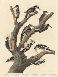 Pico de María, 1838