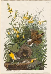 Pradera de Alondra, 1832
