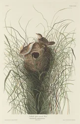 Chochín de Pantano Menor de Nuttall, 1833