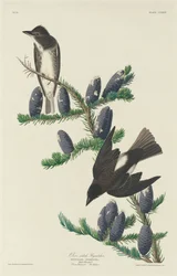 Papamoscas de Lados Oliva, 1833