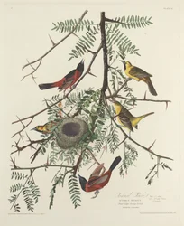 Oriol de huerto, 1828