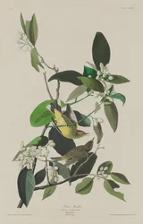 Reinita de Palma, 1833