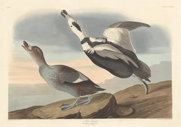 Pato pintado, 1836