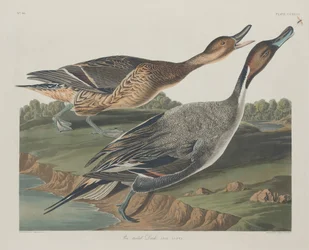 Ánade rabudo, 1834.