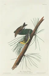 Reinita trepadora de pino, 1832