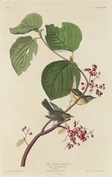 Reinita de pantano de pino