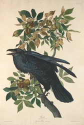 Cuervo, 1831