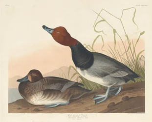 Pato de cabeza roja, 1836