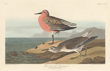Correlimos pechirojo, 1836