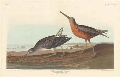 Agachadiza pechirrufa, 1836