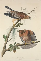 Halcón de hombros rojos, 1829