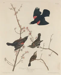 Estornino de alas rojas, 1829