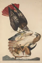 Busardo colirrojo, 1829.