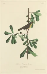 Garganta Amarilla de Roscoe