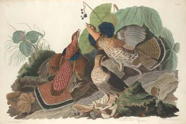 Urogallo, 1828