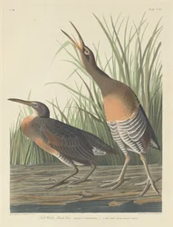 Gallina de Pantano de Agua Salada, 1834