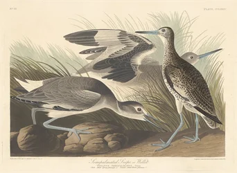 Agachadiza semi-palmada o Willet