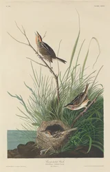 Pinzón de cola puntiaguda, 1832.