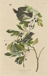 Mosquero de cresta verde pequeña, 1832