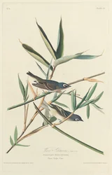 Atrapamoscas solitario, 1828